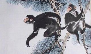1968年属相是什么属性 属猴的是什么命